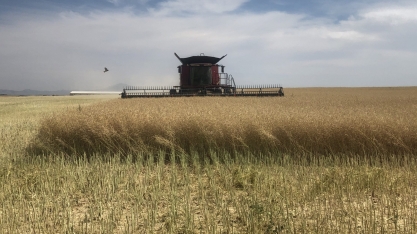 EUA: Corteva, Bunge e Chevron anunciam parceria para produzir combustível renovável a partir da canola