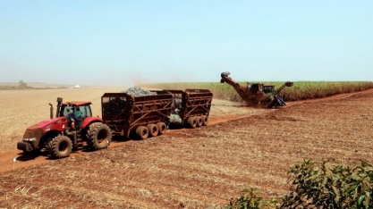 Raízen vê 48% da safra de cana do centro-sul destinada a açúcar em 2023/24