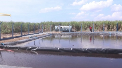 Projeto de usina alagoana quintuplica produção de microrganismos para enriquecer o solo