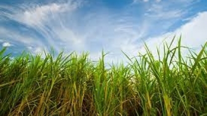 Produtores canavieiros paraibanos terão  consultoria técnica sobre tempo e clima