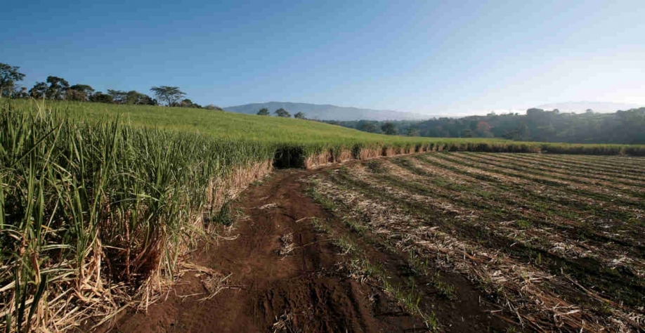 Segundo a NovaBio, ainda faltam cerca de 8 milhões de toneladas a serem esmagadas, o que deve prolongar a moagem em Alagoas e Pernambuco (Imagem: REUTERS/Juan Carlos Ulate)