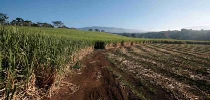 Norte e Nordeste processam 86% da safra de cana esperada, diz NovaBio