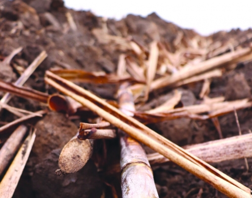 ATR da cana registrou leve queda, após ter iniciado uma sequência de alta de preços - Foto: ARQUIVO 