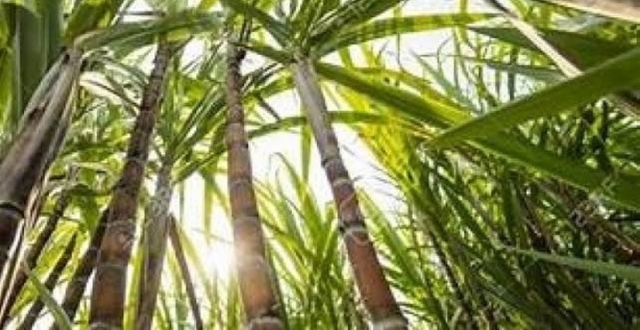 Cana de Açúcar - Foto: Reprodução