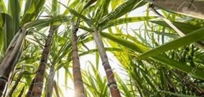 Usinas ultrapassam marca de um milhão de toneladas de açúcar produzidas na safra 22/23