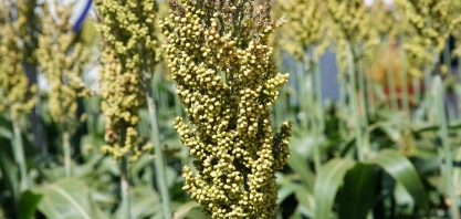 Tecnoshow Comigo 2023 terá lançamento de novos híbridos e tecnologias