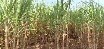 Colheita de cana-de-açúcar gera empregos no ES