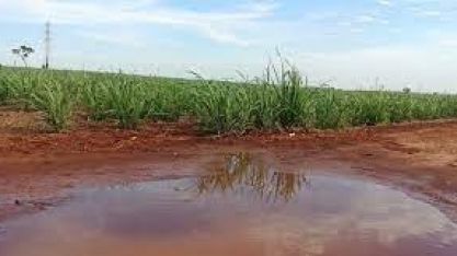 Chuvas, uma hora elas irão parar e como ficará o canavial?