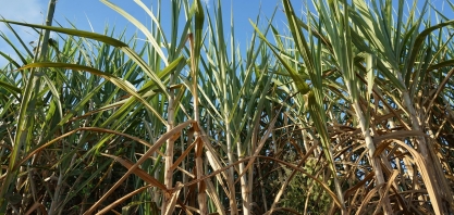 Tailândia 22/23 colheita de cana: menor produção de açúcar?