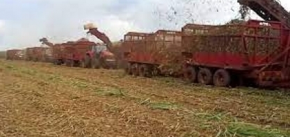 Moagem na região Centro-Sul alcança 543,89 milhões de toneladas na 1ª quinzena de março