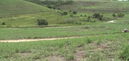 Produtores de cana de AL calculam prejuízo de R$ 340 milhões por causa do excesso de chuva no estado