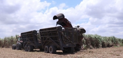 Alagoas: chuvas comprometem colheita da cana-de-açúcar e moagem fica mais longa