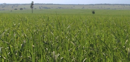 Variedade RB 07818 ganha destaque em AL