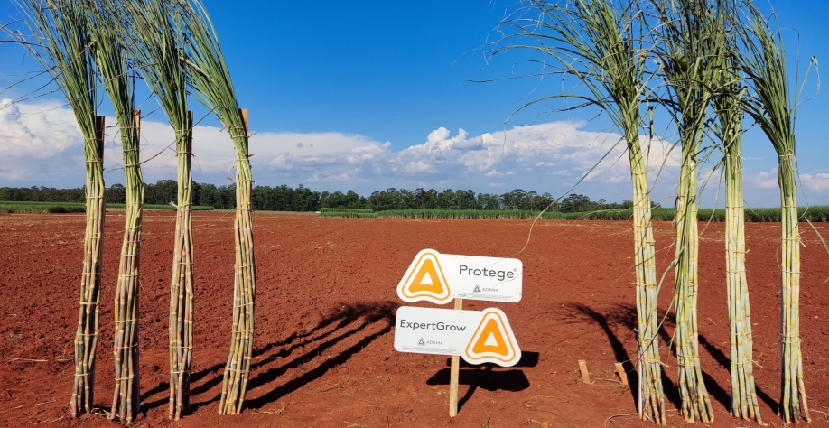 A ADAMA e o CTC realizaram dias de campo para apresentar a plataforma de biossoluções que alia o recém-lançado bionematicida Protege ao ExpertGrow, produto voltado à bioestimulação de plantas