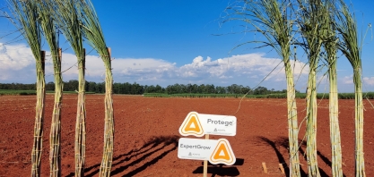 Nematicidas são as ferramentas mais eficientes no controle de nematoides