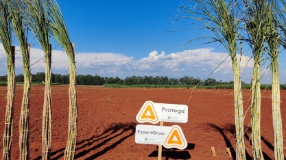 Nematicidas são as ferramentas mais eficientes no controle de nematoides