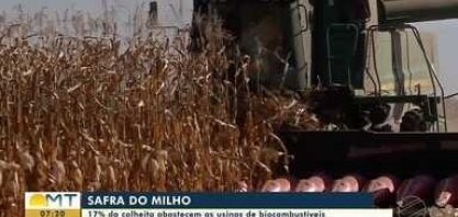 17% da colheita abastecem as usinas de biocombustíveis