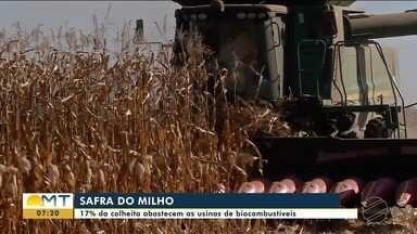 17% da colheita abastecem as usinas de biocombustíveis