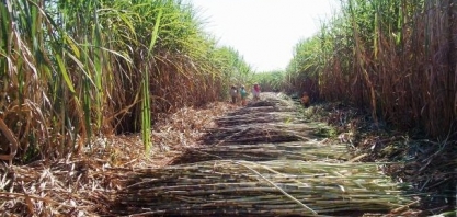 Cana-de-açúcar contribuiu para remover carbono da atmosfera nos últimos 20 anos no Brasil