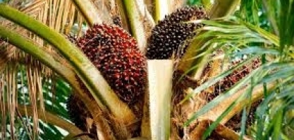 Biocombustível/Energia: Grupo BBF prevê crescimento de 36% neste ano, para R$ 1,5 bilhão