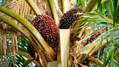 Biocombustível/Energia: Grupo BBF prevê crescimento de 36% neste ano, para R$ 1,5 bilhão
