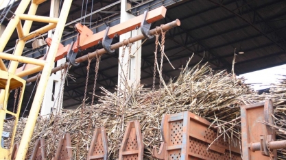 Minas encerra safra de cana com alta de 10% na moagem