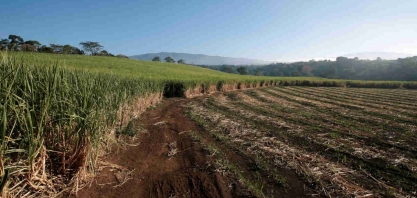 Brasil precisa investir mais em pesquisa de cana e na renovação da lavoura, diz economista
