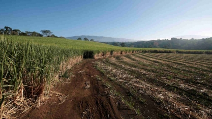 Brasil precisa investir mais em pesquisa de cana e na renovação da lavoura, diz economista