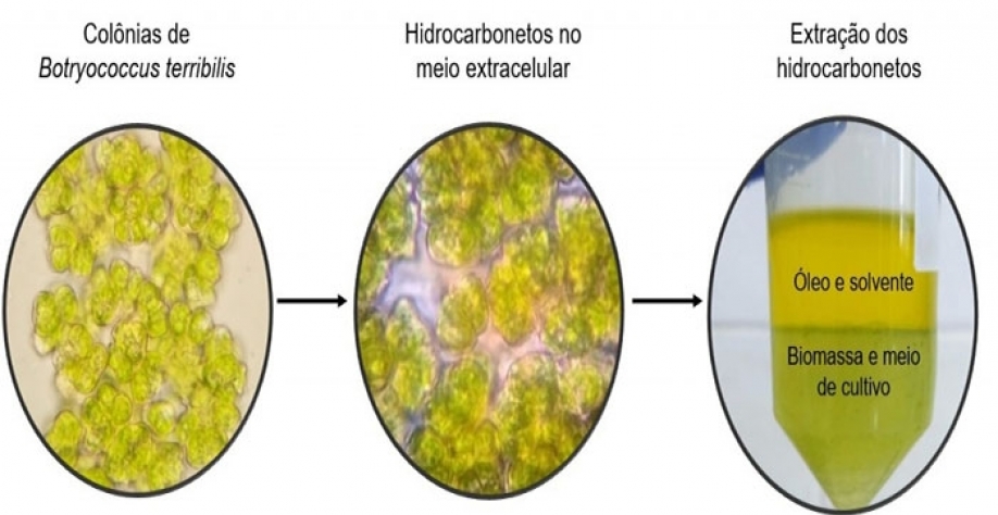 Cultivo e extração de hidrocarbonetos da microalga Botryococcus terribilis (imagem: Bianca Ramos Estevam)
