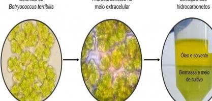 Pesquisadores da Unicamp cultivam microalgas para a produção de biocombustível