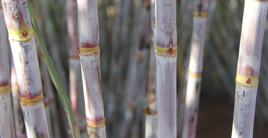 A RB867515, mesmo sendo uma variedade antiga, se mantém como a mais cultivada no Brasil