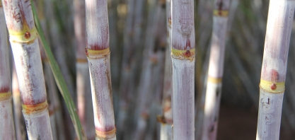 Polo canavieiro busca opções para crescer e não ficar dependente da RB 867515  