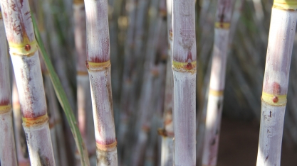 Polo canavieiro busca opções para crescer e não ficar dependente da RB 867515  