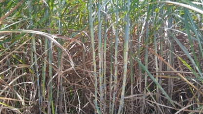 Pela primeira vez em oito anos, Alagoas ultrapassa 20 mi de toneladas de cana