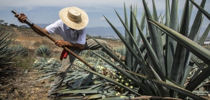 Shell avança em plano de produzir combustível a partir da matéria-prima da tequila