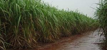 Chuvas devem continuar na região canavieira de Pernambuco até início de maio