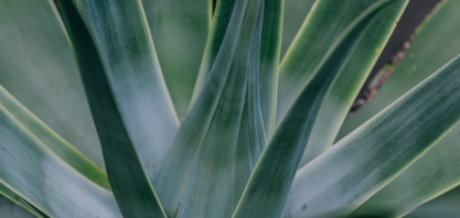 Energia a partir do agave: SENAI Cimatec e Shell fecham parceria para produção de biomassa