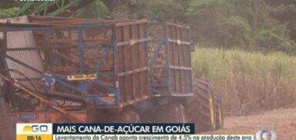 Em Goiás, produção de cana-de-açúcar deve aumentar