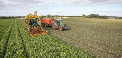 USDA espera a menor área plantada de beterraba dos últimos 15 anos
