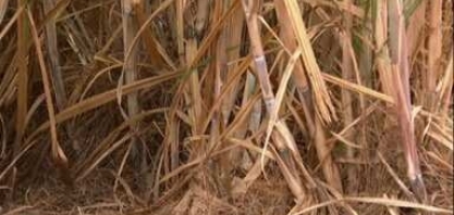 Moagem de cana-de-açúcar começa no Centro-Sul do país 