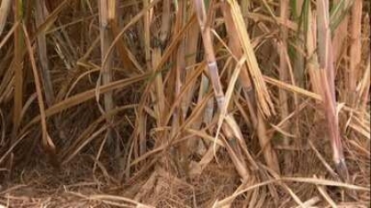Moagem de cana-de-açúcar começa no Centro-Sul do país 