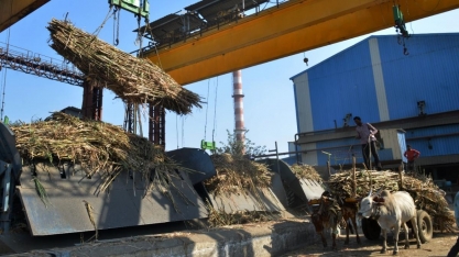 Produção de açúcar da Índia cai 3,3% entre outubro e março, diz associação