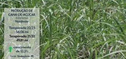 Produtores de cana comemoram boa colheita em Pernambuco