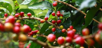 IBGE reduz previsão de safra de café do Brasil e eleva a de cana