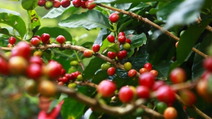 IBGE reduz previsão de safra de café do Brasil e eleva a de cana