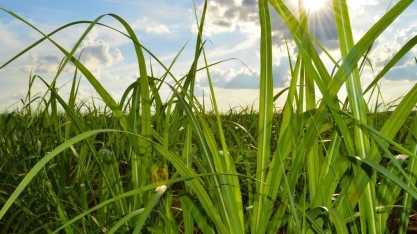 Processo de controle biológico de praga da cana é apresentado a alunos do IFAL de Murici