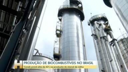 Safra 2023/24: Conab prevê alta de 42% na produção de etanol de milho