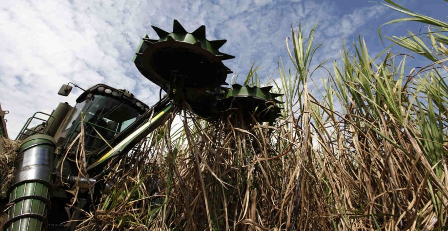 Empresa do agronegócio culpa seca recente em produção de cana-de-açúcar e taxa Selic elevada no pedido de recuperação judicial. (Imagem: REUTERS/Nacho Doce)