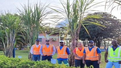 Alcoolvale: Agrícola mostra crescimento das mudas de cana-de-açúcar