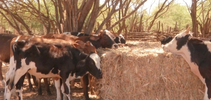 Programa da Agrovale vai doar 5 mil toneladas de palhada a pequenos criadores